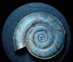 Planorbis carinatus