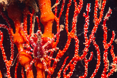 Xenocarcinus depressus