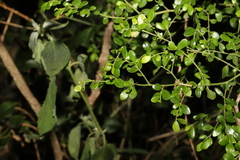 Everistia vacciniifolia nervosa