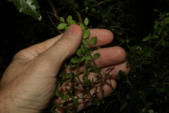 Everistia vacciniifolia nervosa