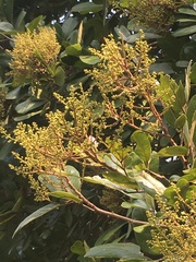Sapindus emarginatus