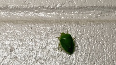 Glaucias