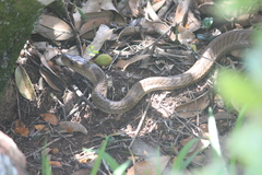 Dendroaspis polylepis