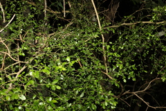 Everistia vacciniifolia nervosa