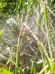 Ocnogyna loewii