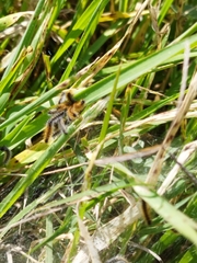 Ocnogyna loewii