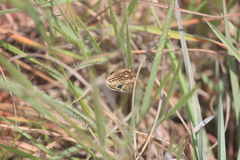 Psammophis crucifer