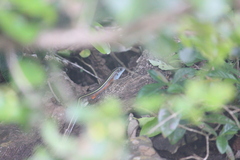 Gerrhosaurus flavigularis