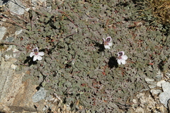Erodium cheilanthifolium