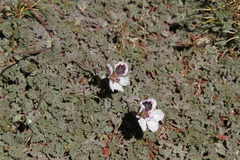 Erodium cheilanthifolium