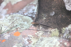 Trachylepis varia
