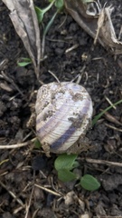Helix albescens