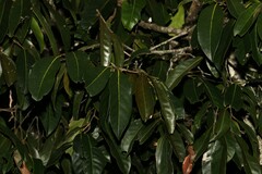 Diospyros fasciculosa