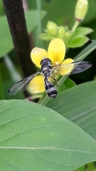 Allobaccha sapphirina