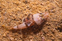 Onigocia spinosa