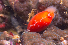 Purpuradusta microdon