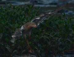 Calidris pugnax