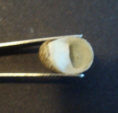 Theodoxus fluviatilis