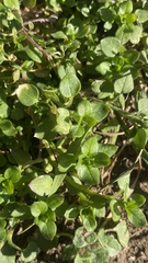 Stellaria apetala