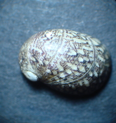 Theodoxus fluviatilis