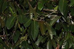 Diospyros fasciculosa