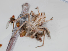 Rhysodromus ablegminus