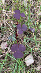 Oxalis triangularis
