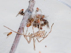 Rhysodromus ablegminus