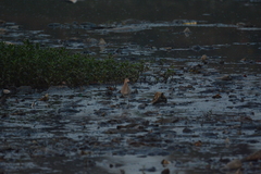 Calidris pugnax