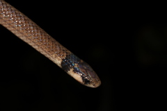 Aparallactus capensis