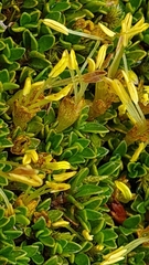 Coprosma perpusilla