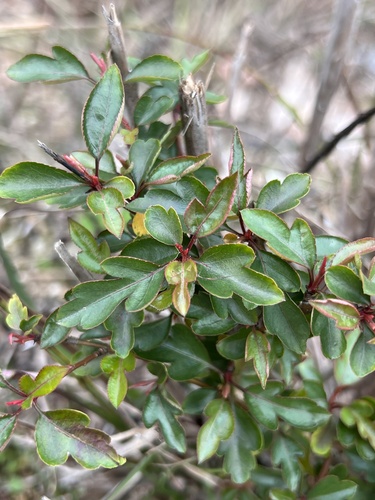 Malus toringo iNat (1)