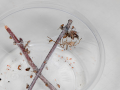 Rhysodromus ablegminus