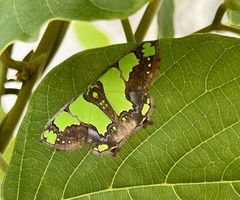 Agathia hemithearia