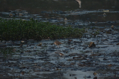 Calidris pugnax
