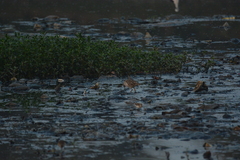 Calidris pugnax