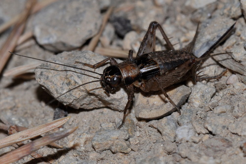 Wood Cricket, photo 7 of 9