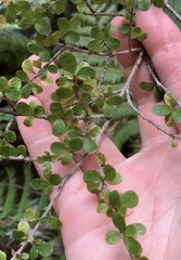 Coprosma parviflora