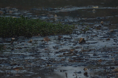 Calidris pugnax