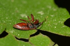 Gastrodes abietum