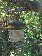 Corythaixoides concolor bechuanae