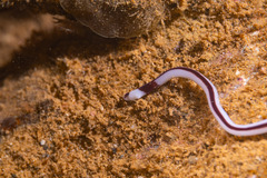 Baseodiscus hemprichii