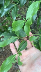 Pseudopanax gilliesii