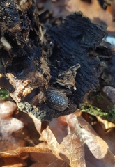 Porcellio