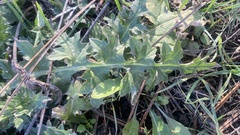 Carduus crispus