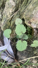 Lamium purpureum