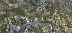 Strobocalyx arborea