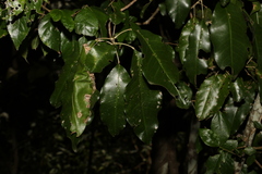 Sarcomelicope simplicifolia