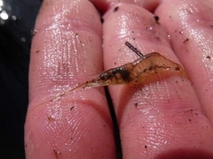 Palaemon adspersus
