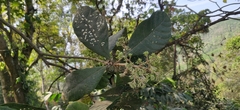 Strobocalyx arborea